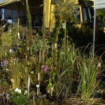 Entreprise paysages and caux - Foire aux arbres de pont l'eveque